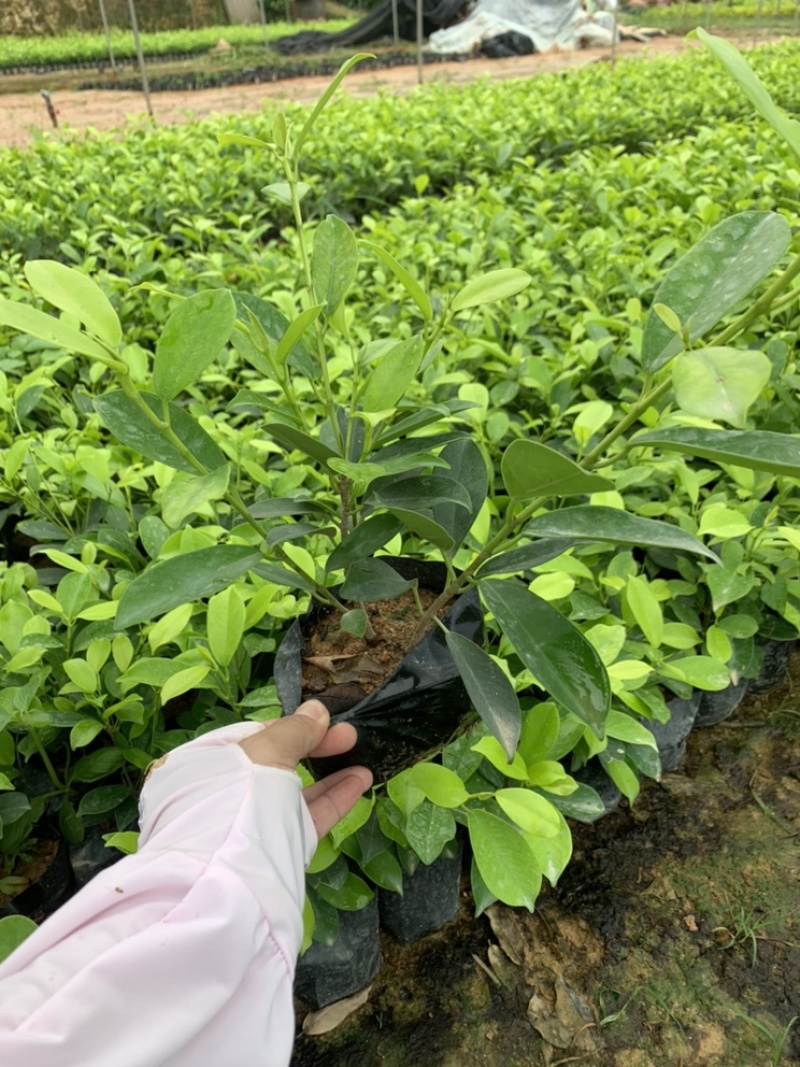 黄金榕黄榕黄心榕福建漳州基地自产自销提供视频看货