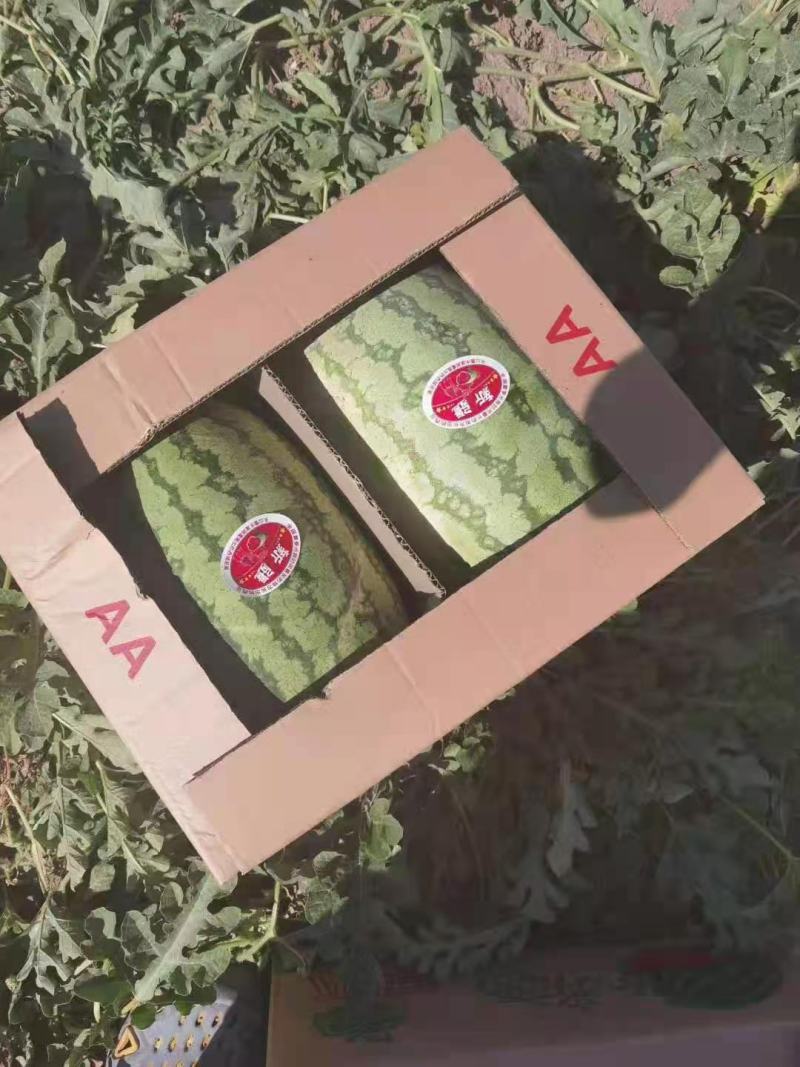 新疆西瓜昌吉西瓜老龙河西瓜金城5号西瓜，大量上市，全国代发