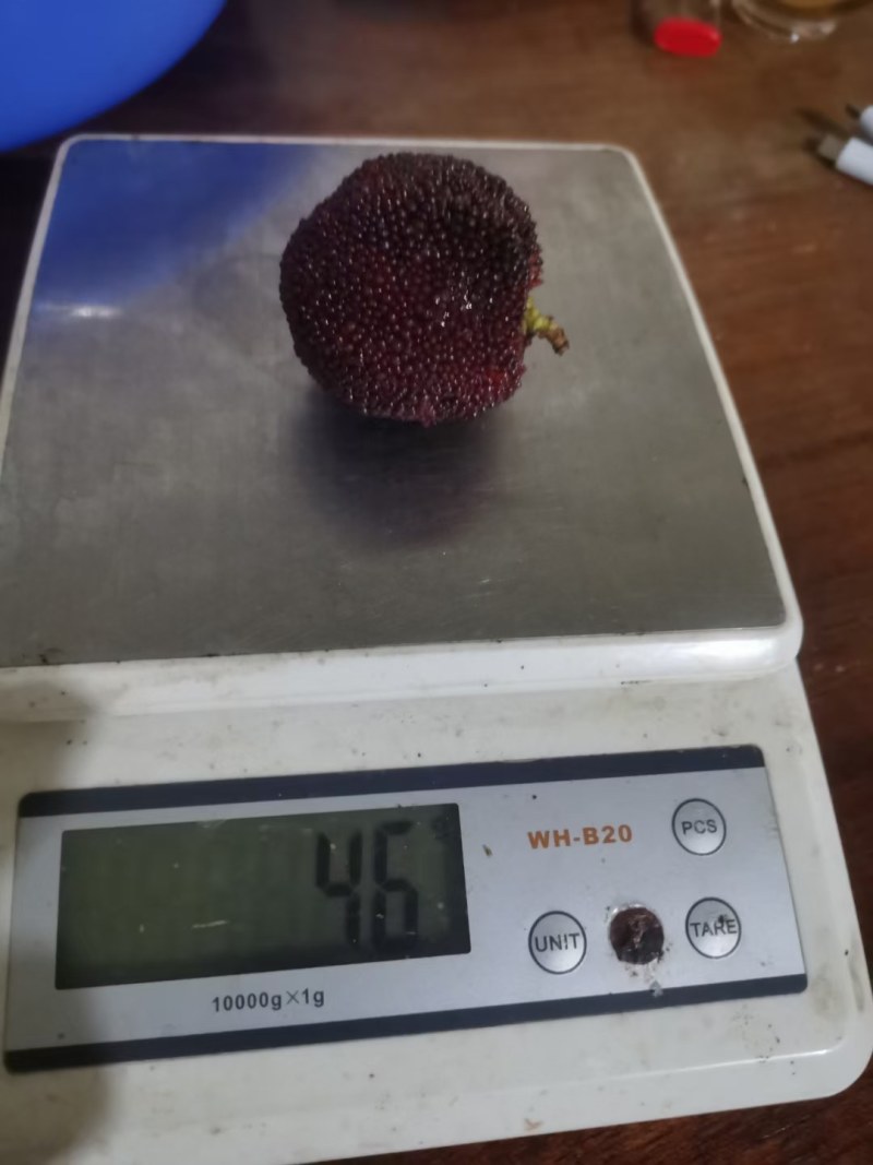 石屏新鲜大杨梅个大口感好，颜色亮厂地只发