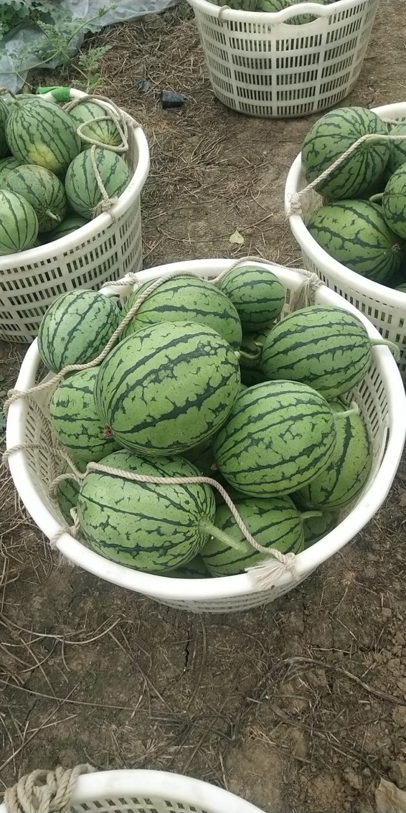 大棚西瓜家秀6号口口脆小西瓜价格随行就市