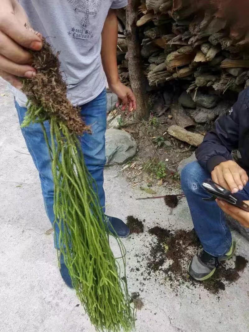 黄精