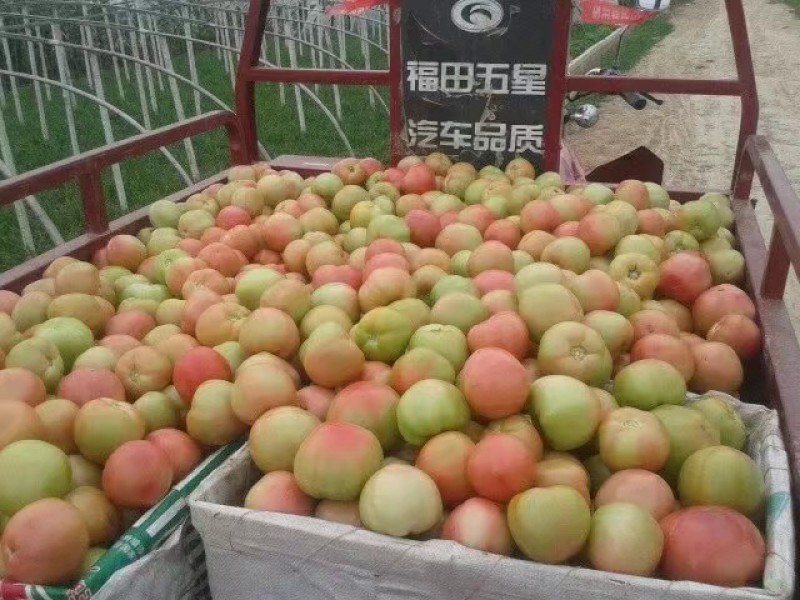 硬果西红柿