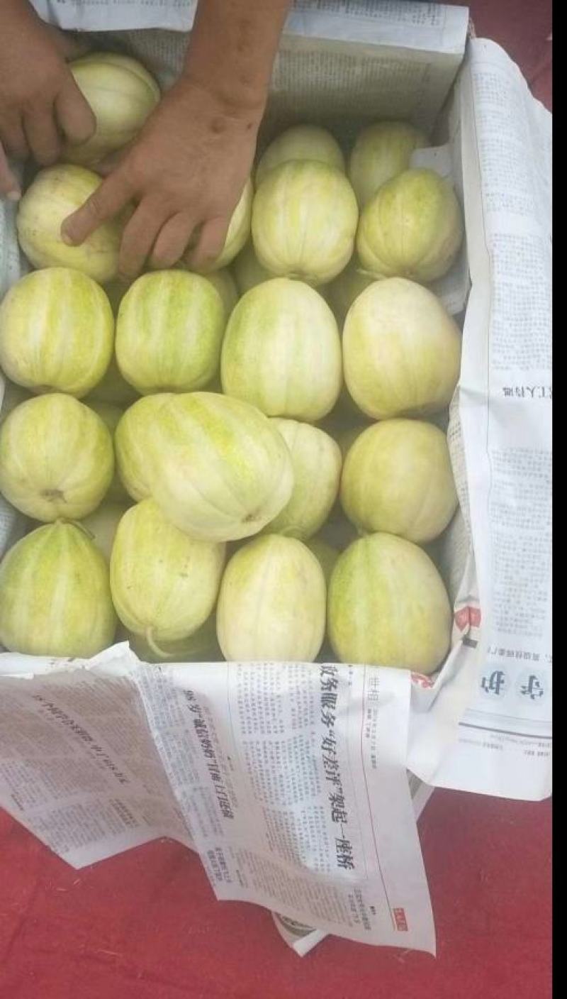 山西忻州本地甜瓜大量上市，需要的老板联系