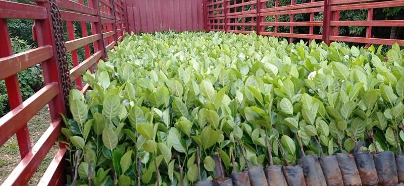 菠萝蜜苗品种一号！五号！泰国八号！泰十二红肉菠萝蜜苗