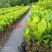 菠萝蜜苗品种一号！五号！泰国八号！泰十二红肉菠萝蜜苗