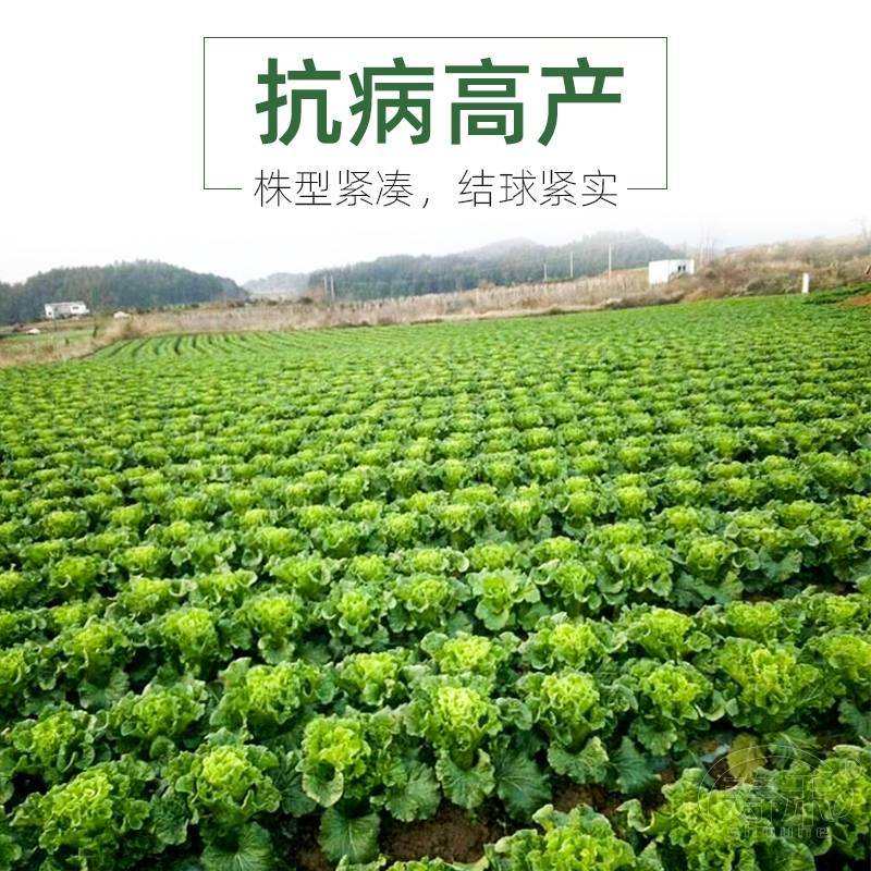 津绿60大白菜种子，长筒型天津青麻叶菜种子，大青口白菜