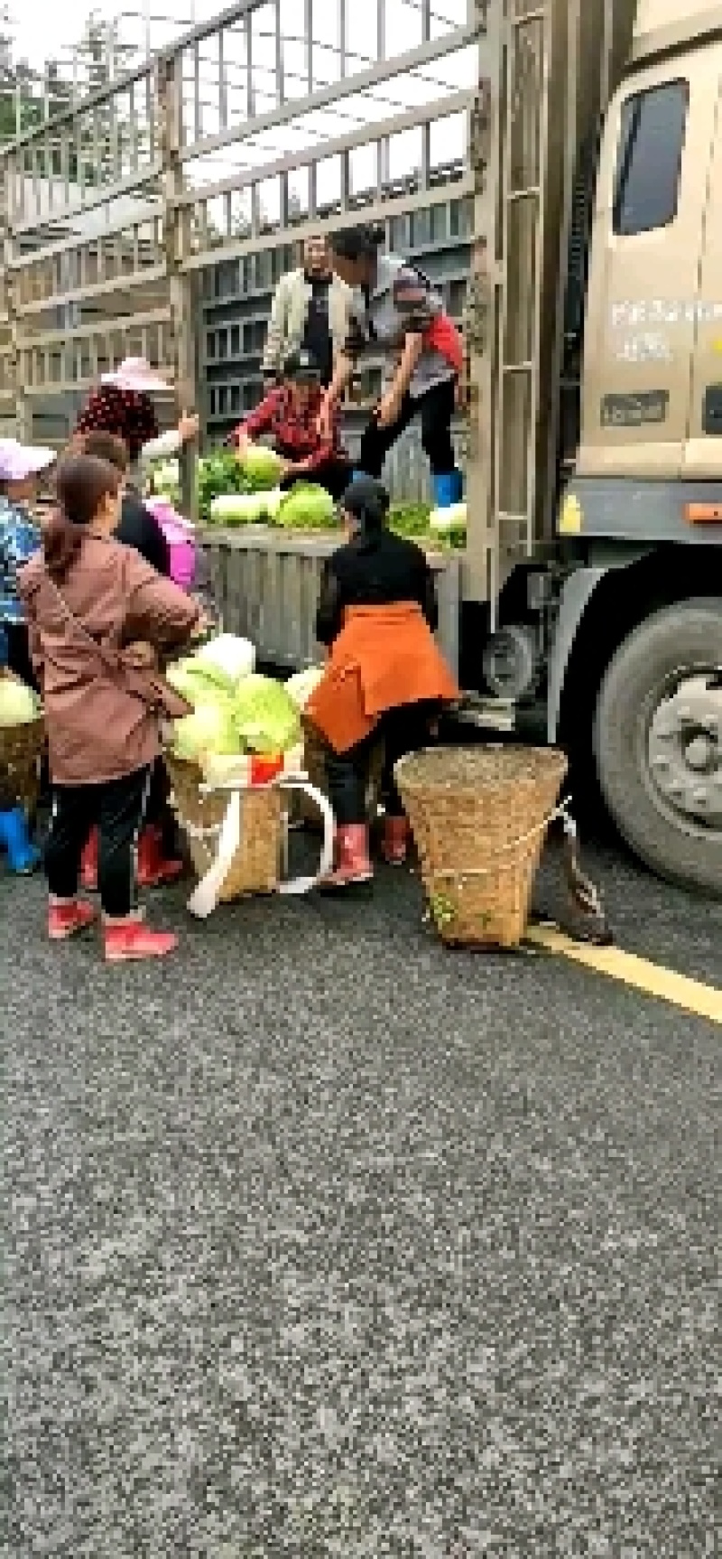 莲花白基地直销没有中间商，货非常美丽，需要的赶紧联系。