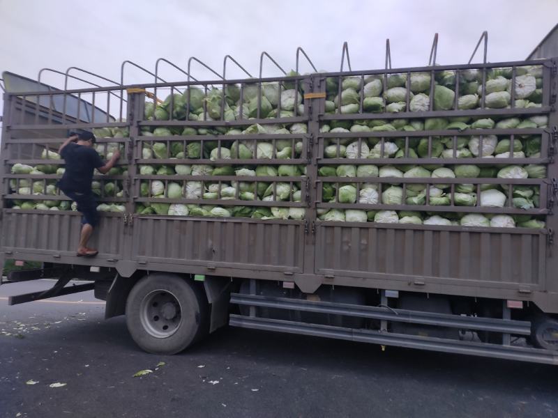 莲花白基地直销没有中间商，货非常美丽，需要的赶紧联系。