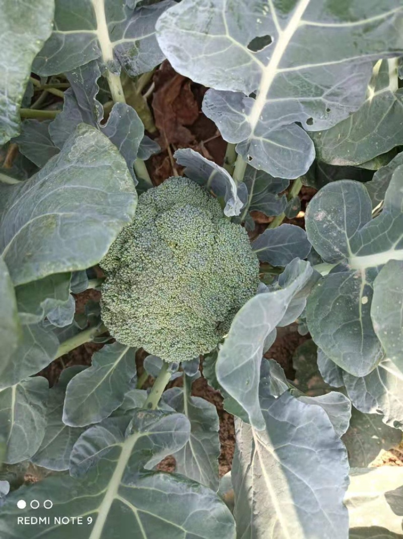 辽宁西蓝花大量。西蓝花品质优价格美丽，大量下货，