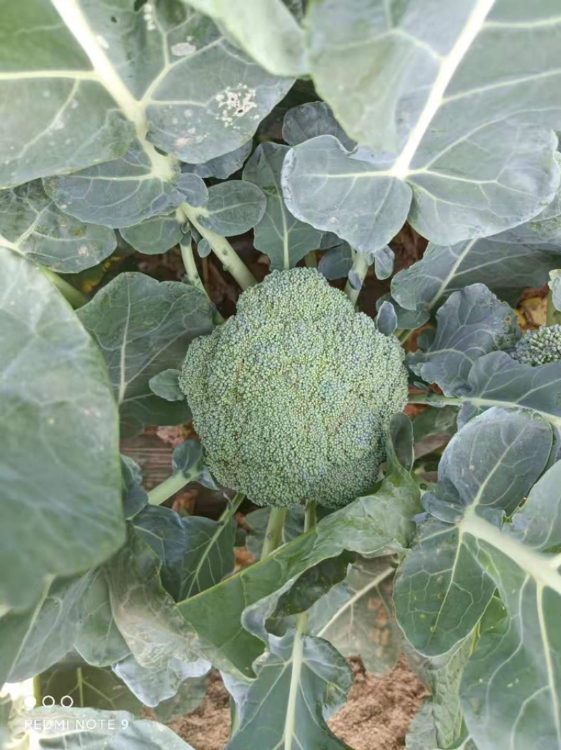 辽宁西蓝花大量。西蓝花品质优价格美丽，大量下货，