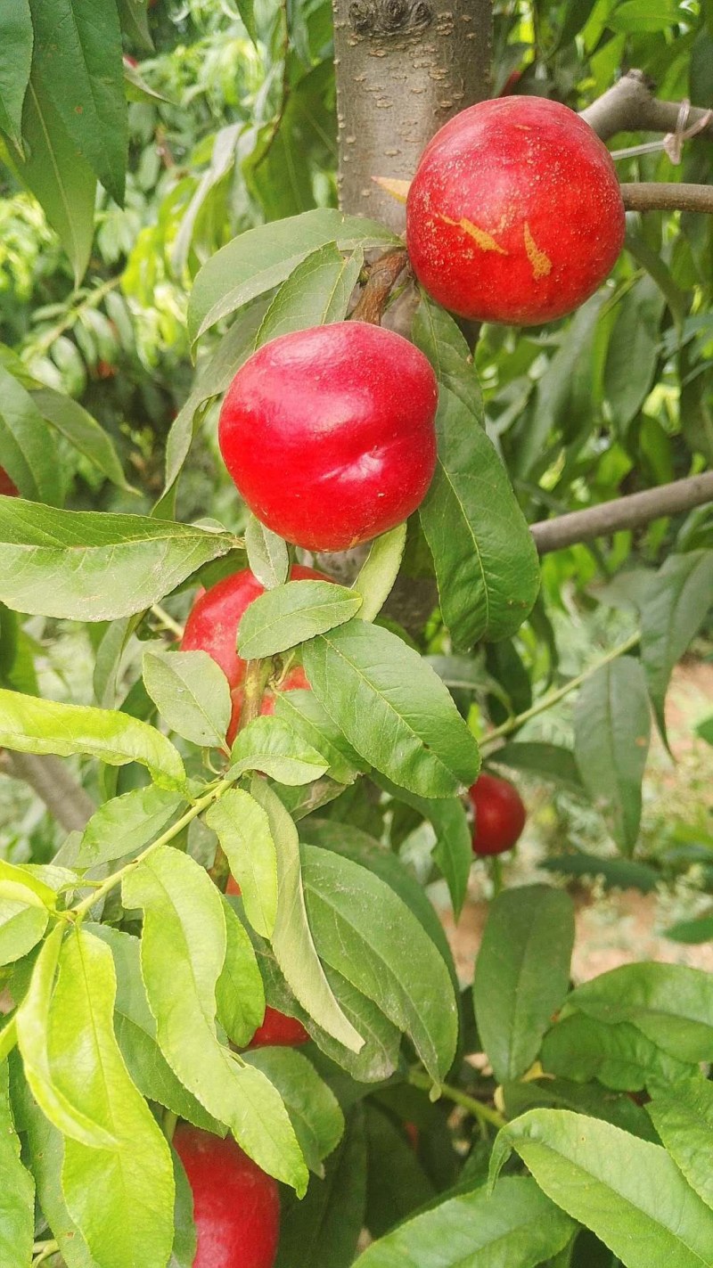 油桃