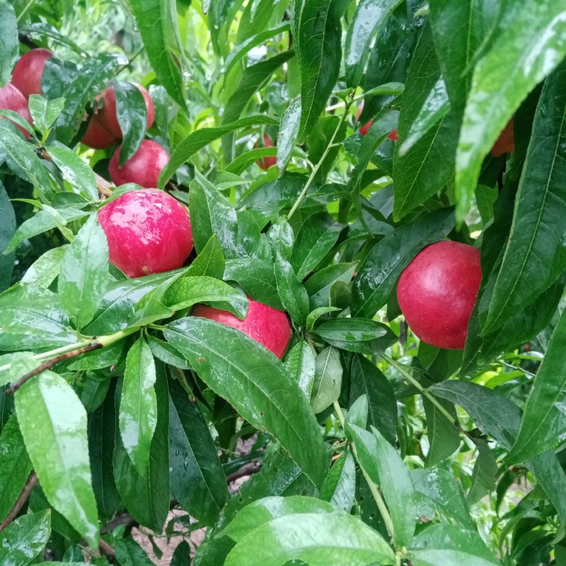 油桃