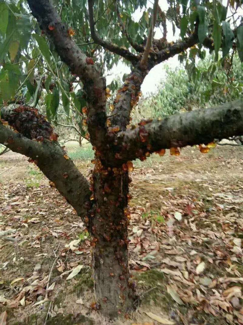 桃胶新货产地直供量大从优各种中药材批发