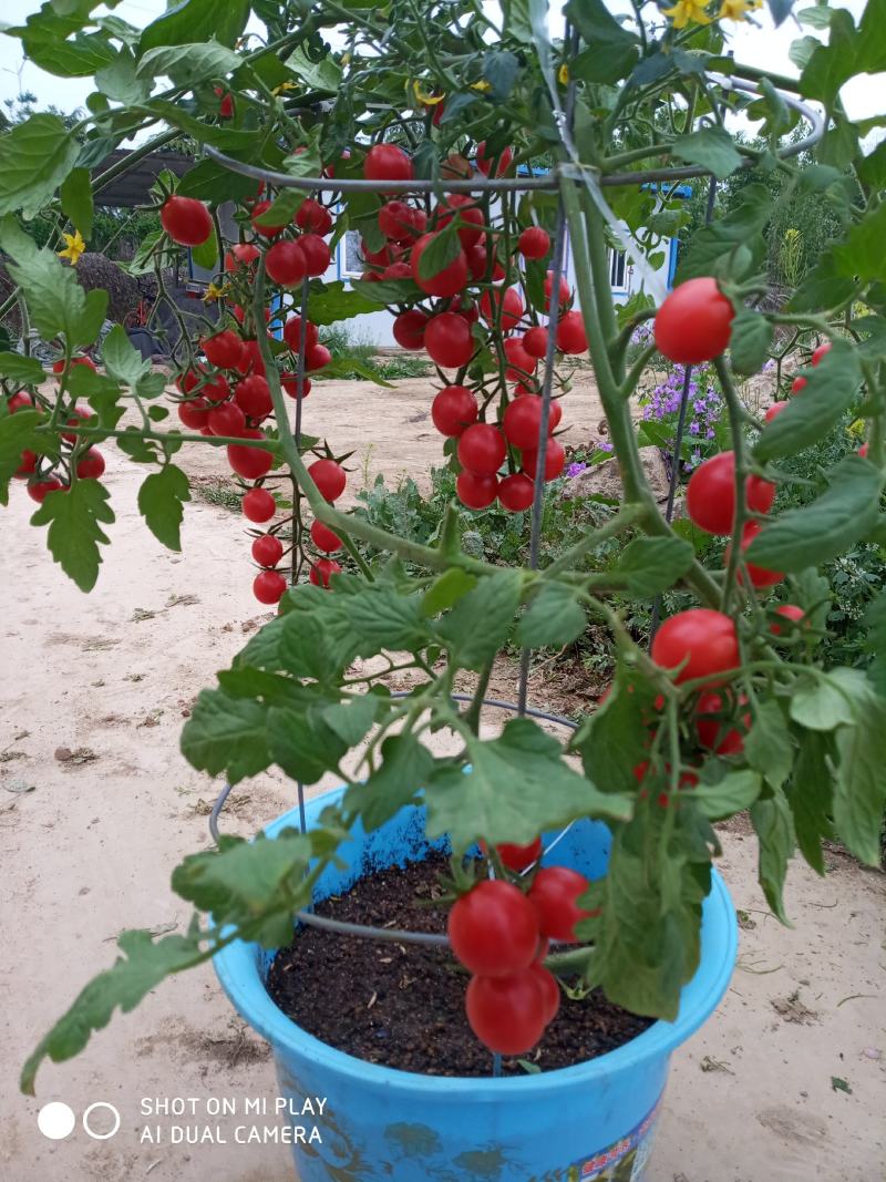 盆栽圣女果种植基地一盆可采多茬