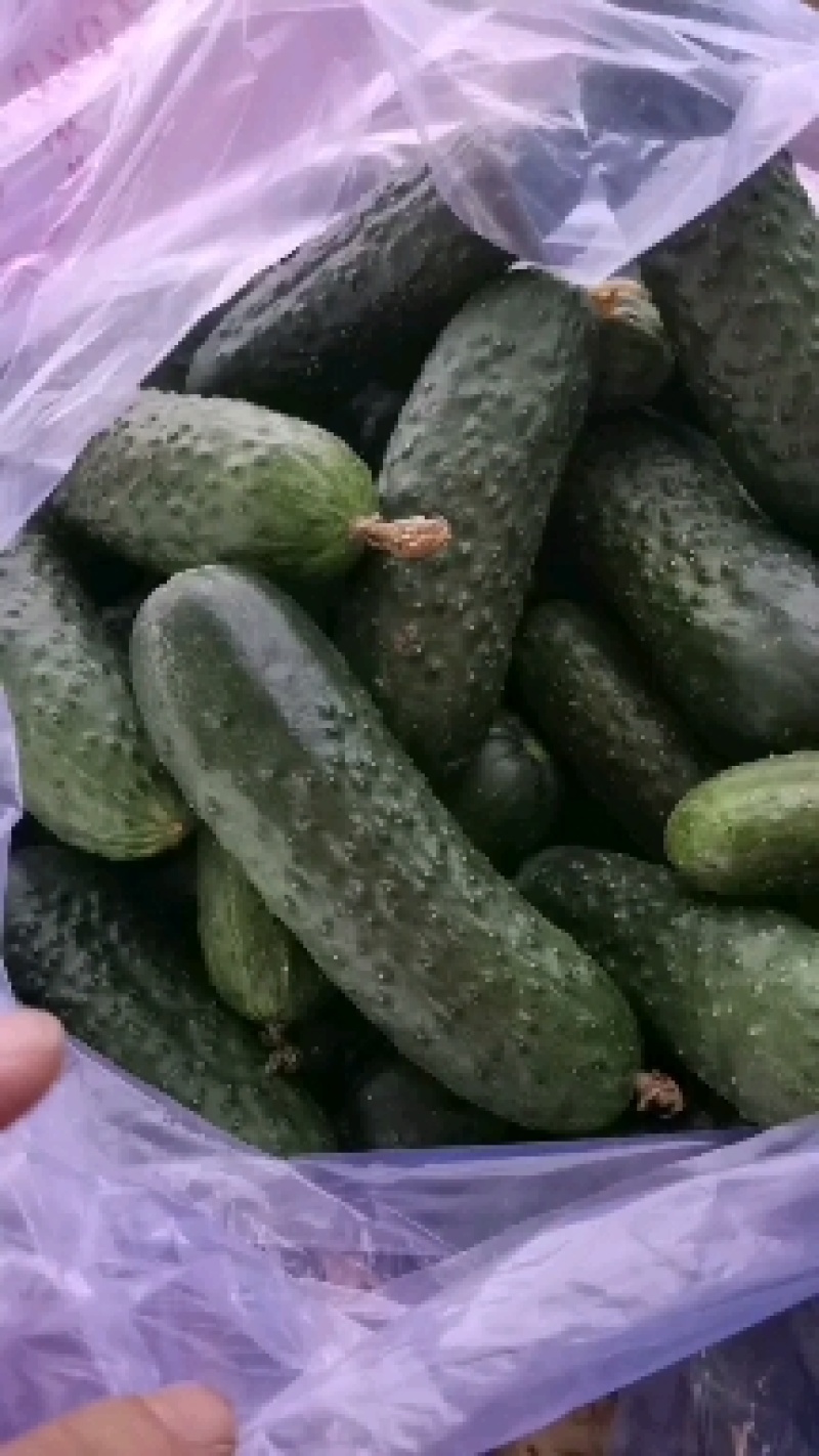 精品玛莎水果黄瓜