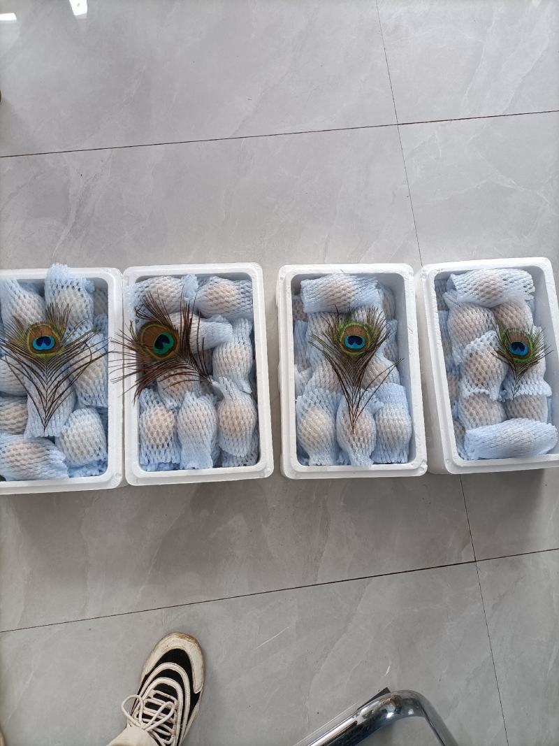 孔雀蛋，观赏孔雀，孔雀宠物