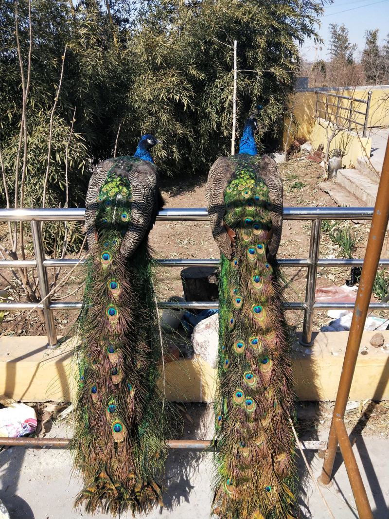 孔雀蛋，观赏孔雀，孔雀宠物