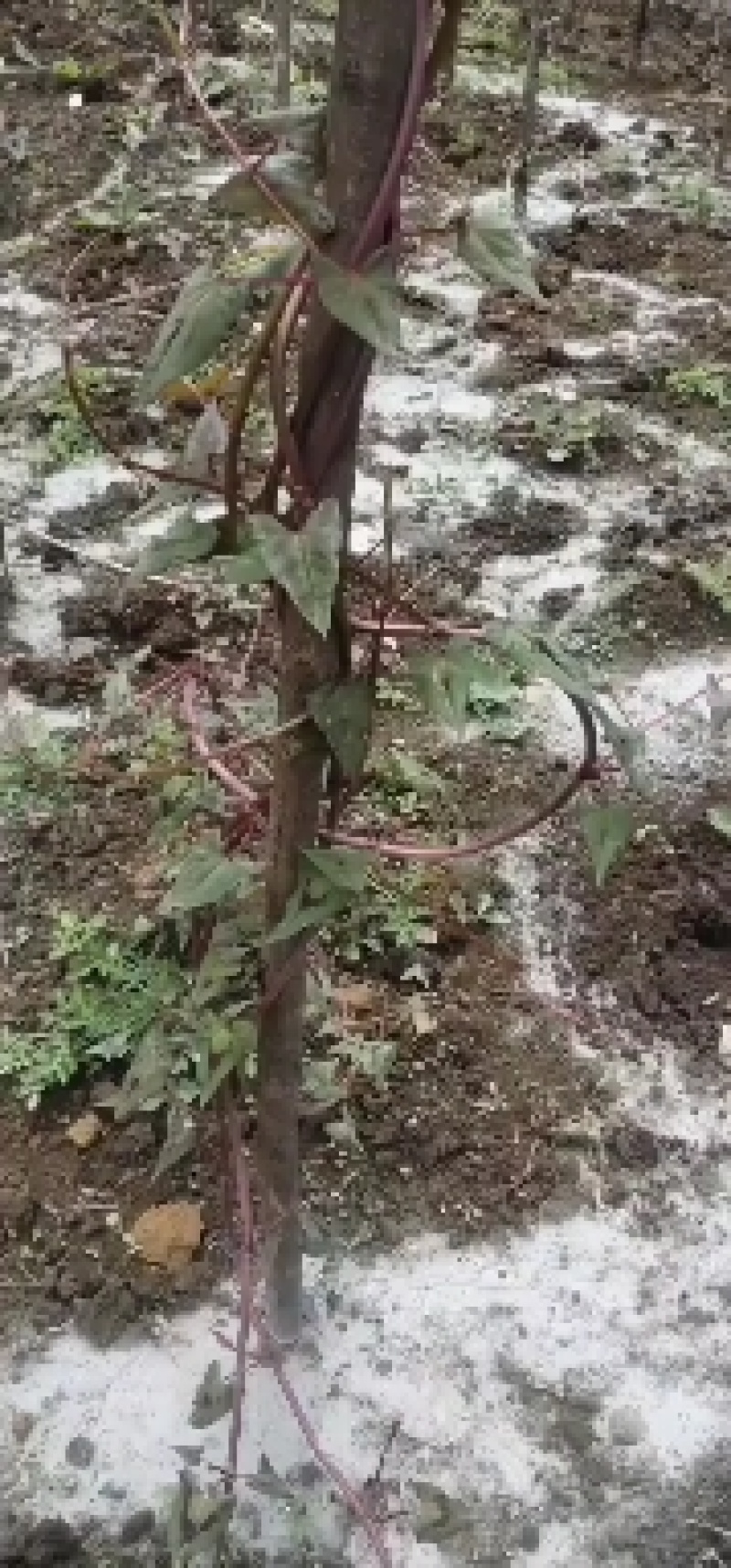 何首乌（纯野生）源自中缅边境，海拔1800米