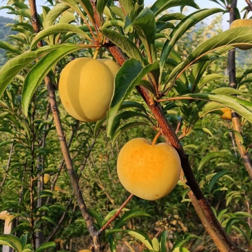 李子
