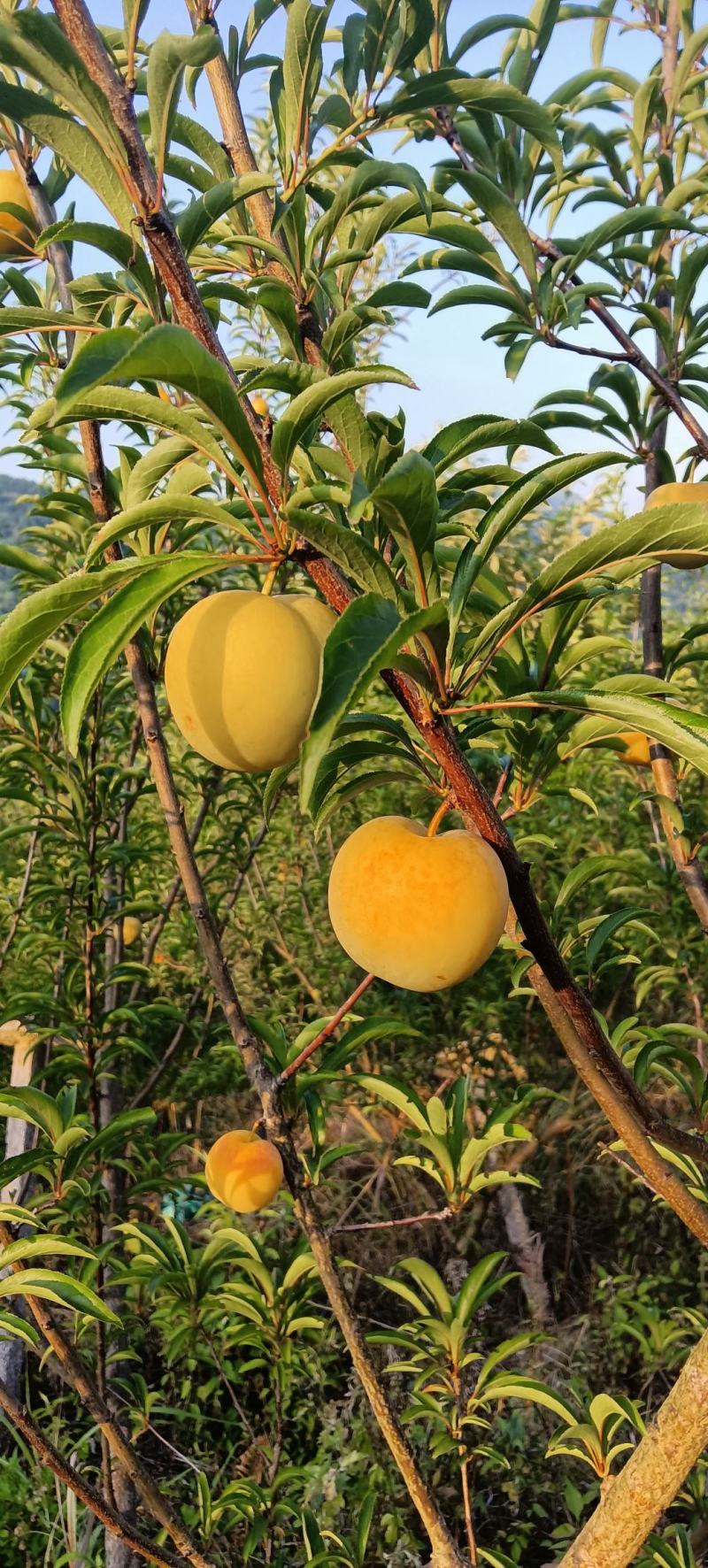李子