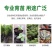 异性营养钵加厚加高塑料育苗杯营养袋营养杯种植育苗盘一次性