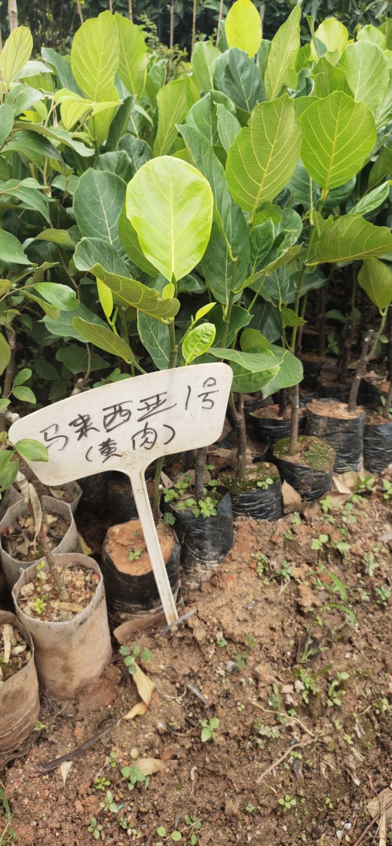 菠萝蜜树树苗嫁接红肉菠萝蜜树苗马来西亚1号黄肉干苞四季果