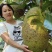 菠萝蜜树树苗嫁接红肉菠萝蜜树苗马来西亚1号黄肉干苞四季果