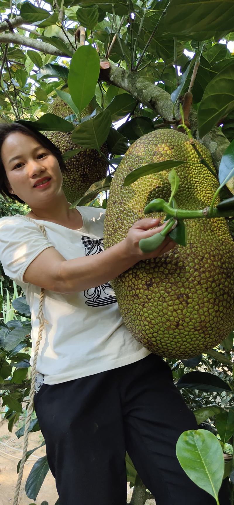 菠萝蜜树树苗嫁接红肉菠萝蜜树苗马来西亚1号黄肉干苞四季果