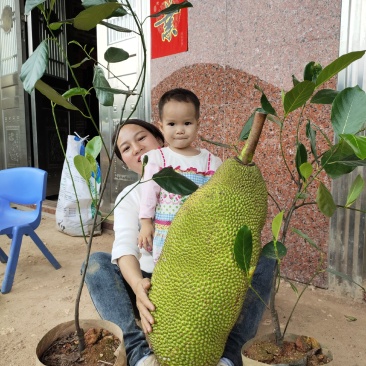 菠萝蜜树树苗嫁接红肉菠萝蜜树苗马来西亚1号黄肉干苞四季果