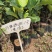 1号菠萝蜜苗一号菠萝蜜海南大菠萝菠萝蜜树树苗