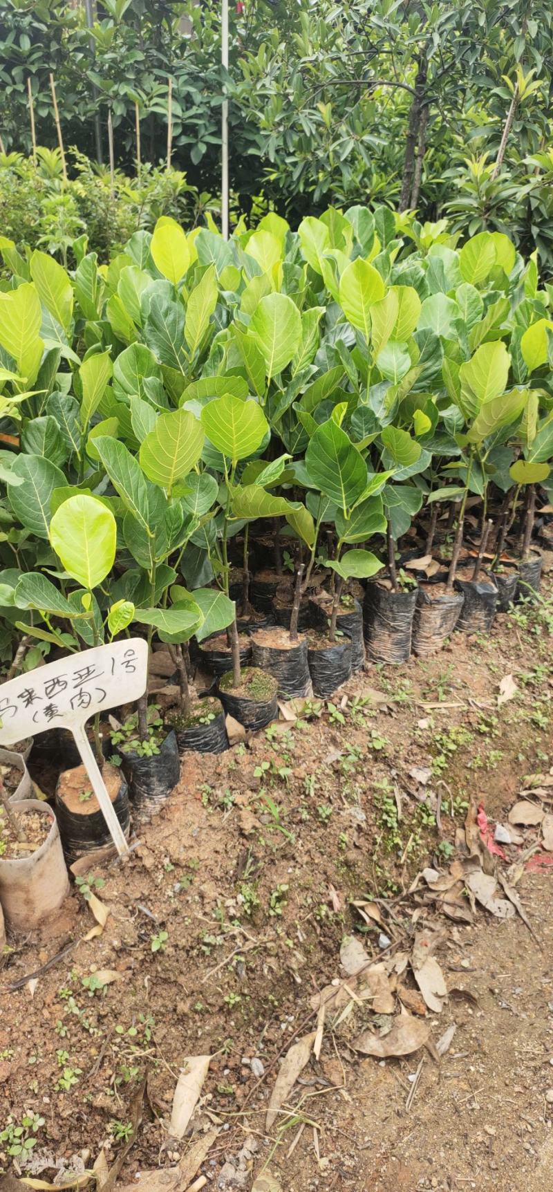 1号菠萝蜜苗一号菠萝蜜海南大菠萝菠萝蜜树树苗