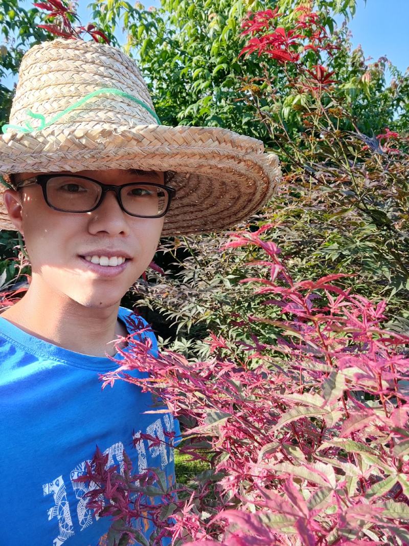 精品红小袖红大袖地苗袋苗各种规格都有欢迎实地看苗下单
