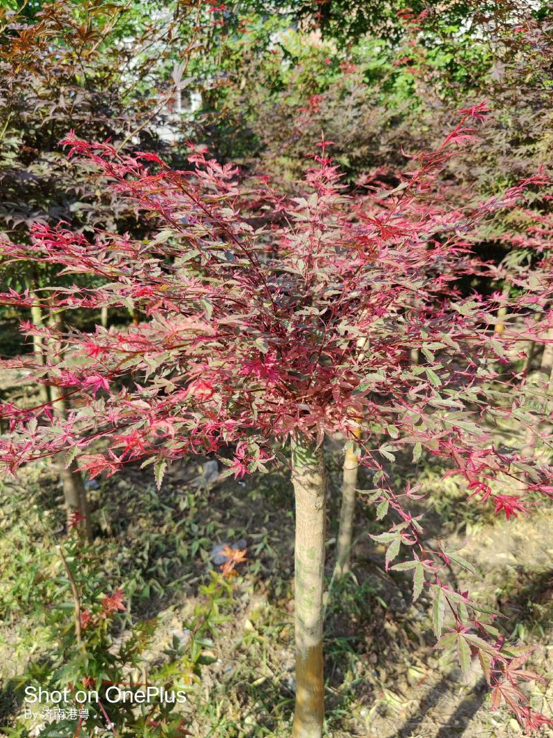 精品红小袖红大袖地苗袋苗各种规格都有欢迎实地看苗下单