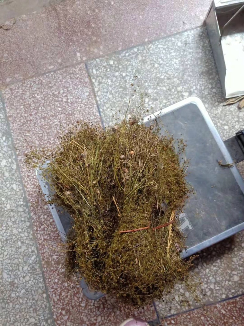 地下明珠草落地珍珠草眼泪草