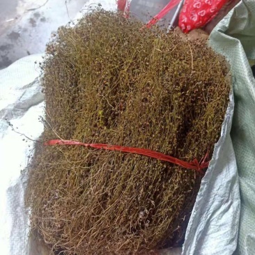 地下明珠草落地珍珠草眼泪草