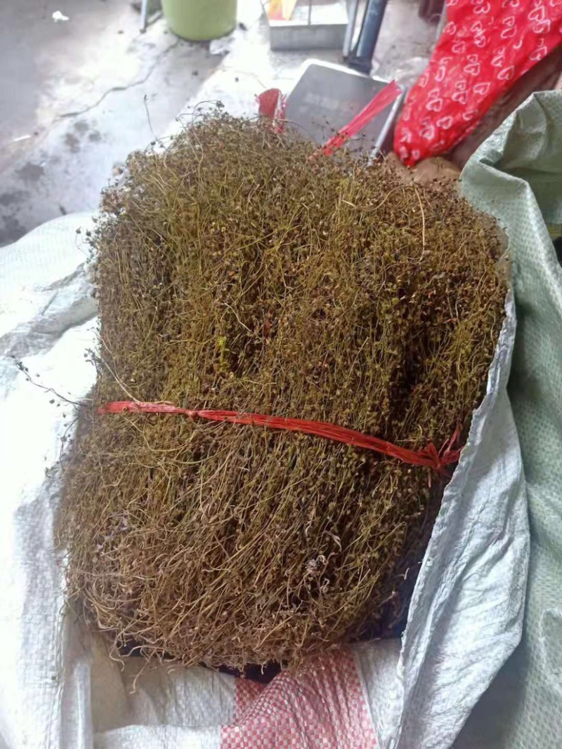 地下明珠草落地珍珠草眼泪草