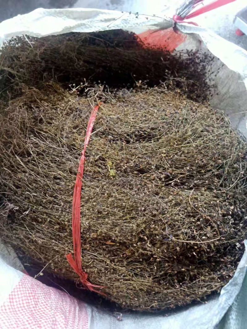 地下明珠草落地珍珠草眼泪草