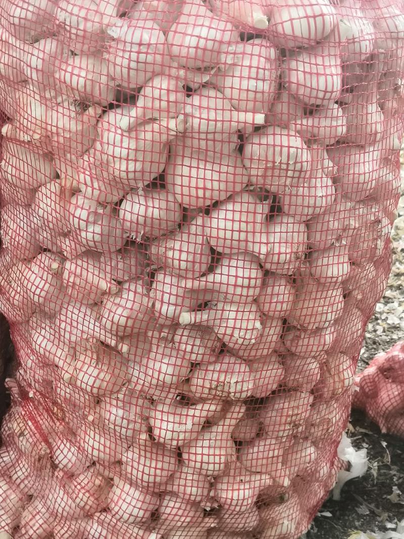 射阳大蒜
