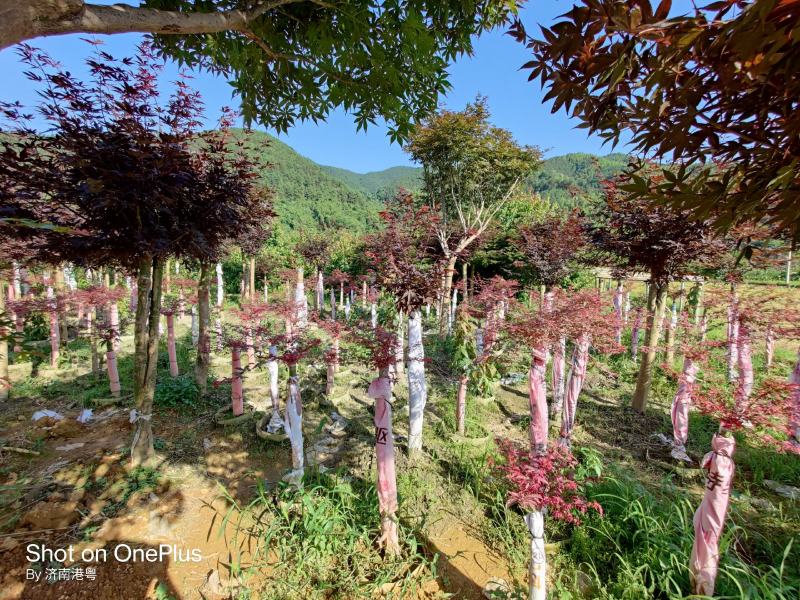 精品红小袖红大袖地苗袋苗各种规格都有欢迎实地看苗下单