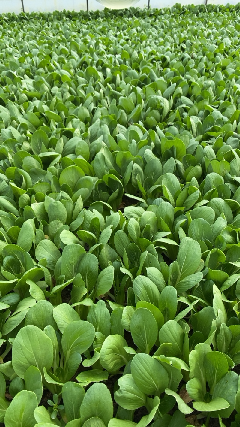 【产地直供】【上海青】新鲜油菜对商超电商批发量大从优