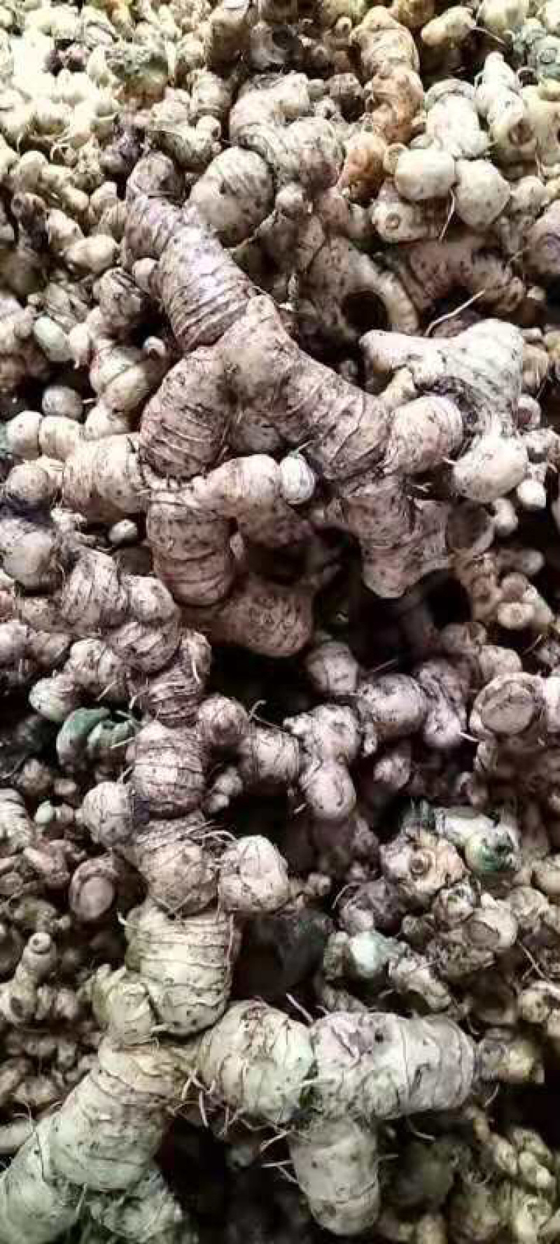 多花姜型精，鲜黄精