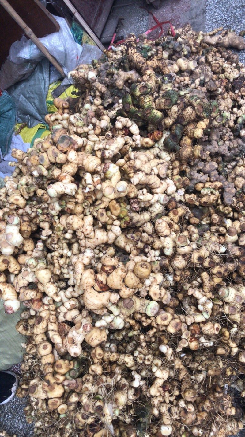 多花姜型精，鲜黄精