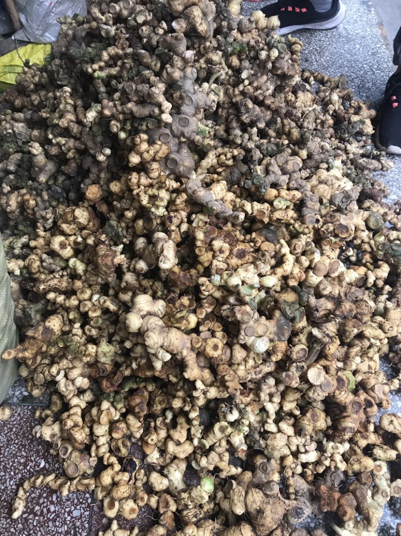 多花姜型精，鲜黄精