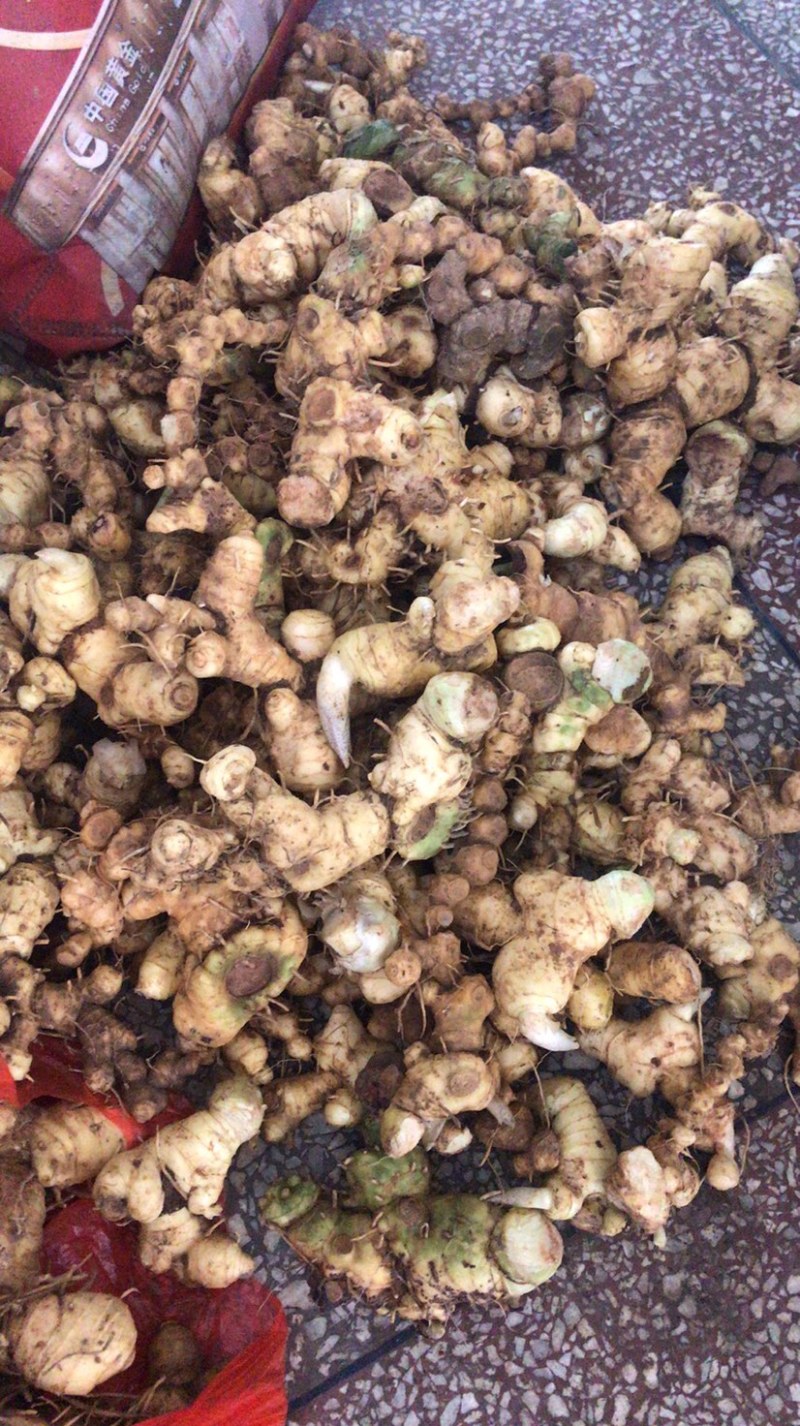 多花姜型精，鲜黄精