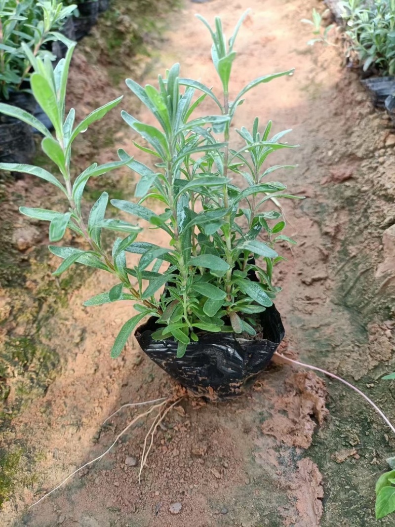 薰衣草杯苗多年生草本植物花海基地直供提供技术指导