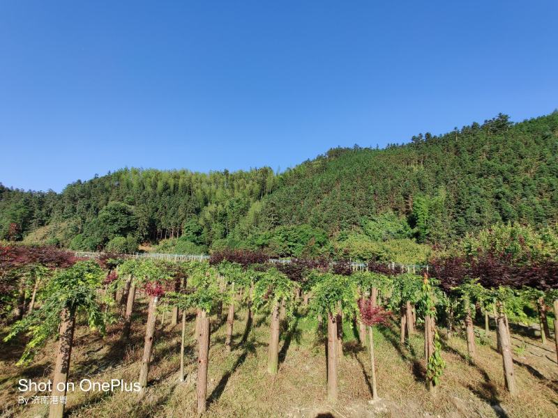 精品流泉地苗袋苗多种规格适用景观绿化欢迎实地考察