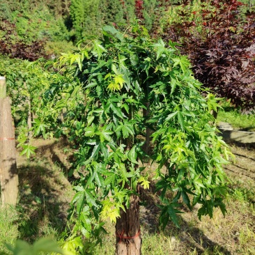 精品流泉地苗袋苗多种规格适用景观绿化欢迎实地考察