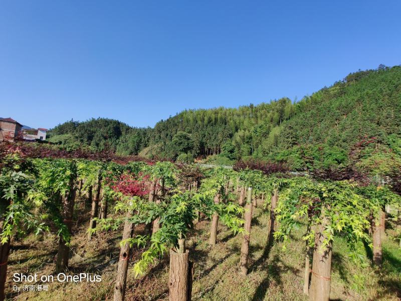 精品流泉地苗袋苗多种规格适用景观绿化欢迎实地考察