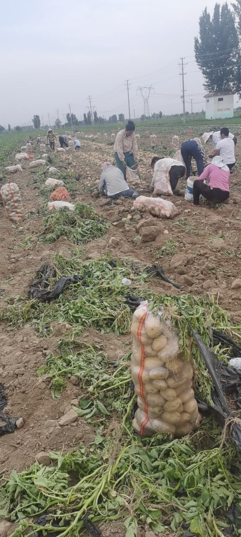 河南黄心土豆荷兰十五，精品土豆，一手货源欢迎咨询