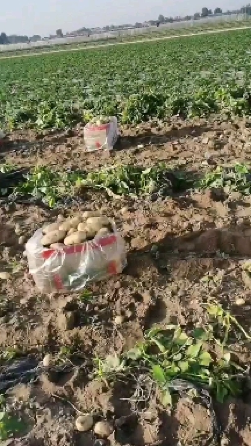 河南黄心土豆荷兰十五，精品土豆，一手货源欢迎咨询